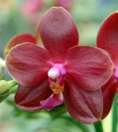 Орхидея Phalaenopsis Zheng Min Parakeet 'Peter' (еще не цвел)  