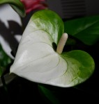 Anthurium Namora (деленка без цветов)