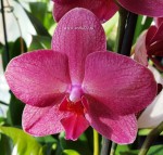 Орхидея Phalaenopsis Happy Carol (отцвел)