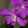 Орхидея Dendrobium Pink Thai Girl (отцвёл)