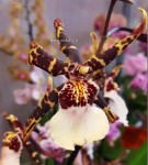 Орхидея Beallara Torrero (отцвёл)