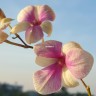 Орхидея Dendrobium mini, peloric (отцвёл) 