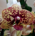 Орхидея Phalaenopsis Rotation        