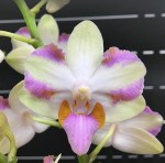 Орхидея Phalaenopsis pulcherrima '4n' (еще не цвел)   