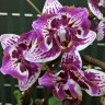 Орхидея Phalaenopsis Younghome Summer (peloric) (отцвел)