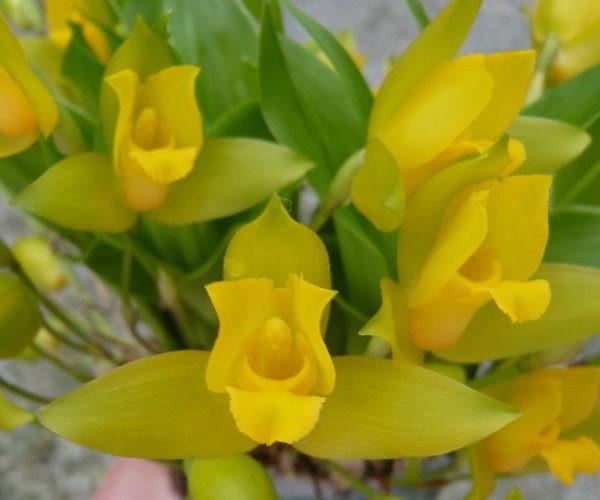 Орхидея Lycaste aromatica (еще не цвела) 
