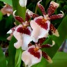 Орхидея Colmanara (отцвела)