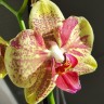 Орхидея Phalaenopsis Pulsation (отцвел)