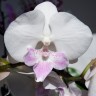 Орхидея Phalaenopsis Aprillion, Big Lip          