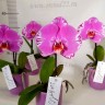 Орхидея Phalaenopsis Singolo Victorio (отцвел)