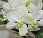 Орхидея Ascocenda Princess Mikasa White (отцвела)