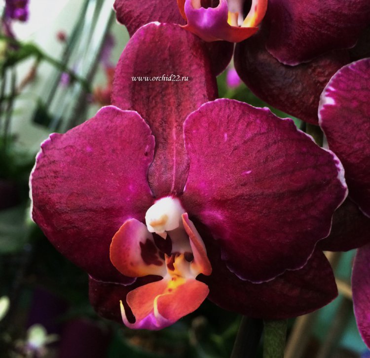 Орхидея Phalaenopsis Red Pioneer 