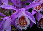 Орхидея садовая Pleione (без цветов)