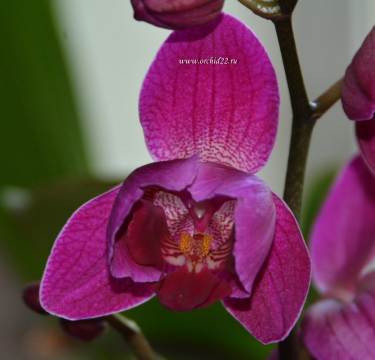 Орхидея Phalaenopsis Belline 