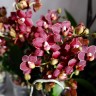 Орхидея Phalaenopsis Esme, multiflora (отцвел)