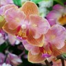 Орхидея Phalaenopsis Jena, multiflora  