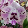 Орхидея Phalaenopsis Big Lip         