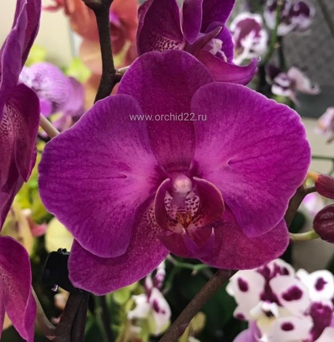 Орхидея Phalaenopsis               