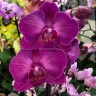 Орхидея Phalaenopsis               