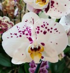 Орхидея Phalaenopsis          