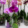 Орхидея Phalaenopsis Singolo Violet (отцвел)