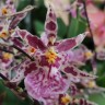 Орхидея Oncidium Titanium Treasure violet