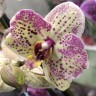 Орхидея Phalaenopsis (цветет, РЕАНИМАШКА)