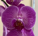 Орхидея Phalaenopsis (отцвел, УЦЕНКА)
