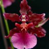 Орхидея Oncidium Sharry Baby 'Red Fantasy'