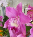 Орхидея Cattleya 