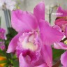 Орхидея Cattleya 