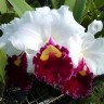 Орхидея Lc. Orglade's Grand (отцвела) 