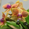 Орхидея Phalaenopsis Indy, mini (отцвёл, РЕАНИМАШКА) 