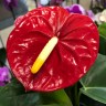 Anthurium Royal Red Champion (деленка без цветов)