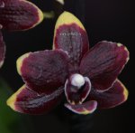 Орхидея Phalaenopsis, Taisuko Kobold multiflora