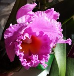 Орхидея Cattleya (отцвела)  