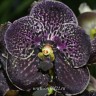 Орхидея Vanda Dark Chocolate (сеянец)  