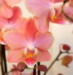 Орхидея Phalaenopsis Perfumе Odorion, multiflora (отцвел)