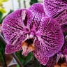 Орхидея Phalaenopsis            
