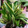 Орхидея Dendrobium Dwarf variegated Tricolor (отцвел)