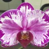 Орхидея Phalaenopsis Juih Bao Red Rose (еще не цвел) 