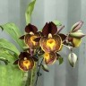 Орхидея Catasetum Gerhard Leiste (еще не цвёл)  