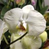 Орхидея Phalaenopsis Giotto (отцвел, РЕАНИМАШКА)