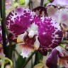 Орхидея Phalaenopsis Blanka (отцвел)