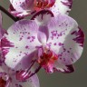 Орхидея Phalaenopsis Magic Art (отцвел, РЕАНИМАШКА) 