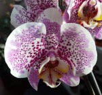 Орхидея Phalaenopsis (отцвёл)         