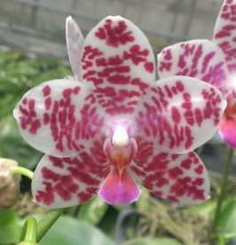Орхидея Phalaenopsis Natasha 'auspice' (еще не цвел)     