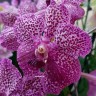 Орхидея Vanda Lipstick