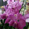 Орхидея Vanda Lipstick