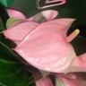 Anthurium Joli Pink (деленка без цветов)